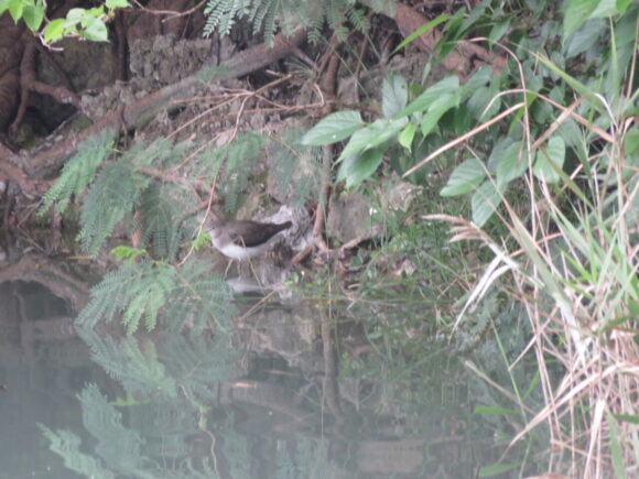 三角池の野鳥　クサシギ