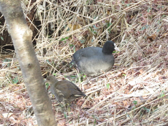 バンの幼鳥とオオバン　三ツ池公園の野鳥