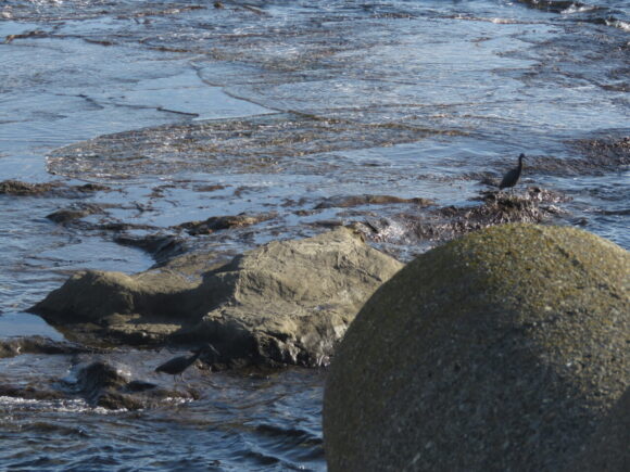 クロサギ　江の島の野鳥