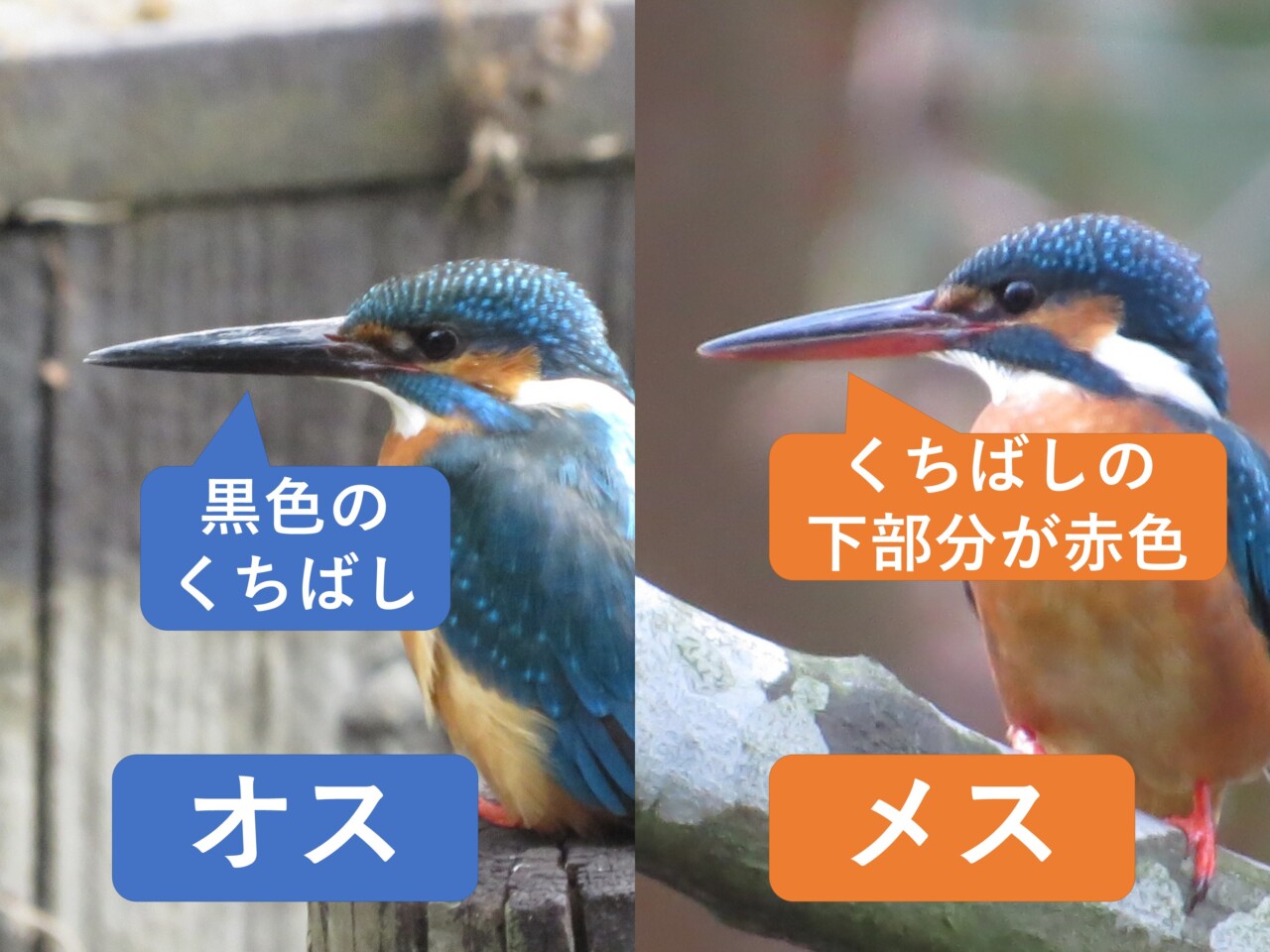 カワセミのオスとメスの違いと見分け方 | 野鳥情報.com