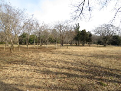 武蔵野公園　アオゲラの生息地