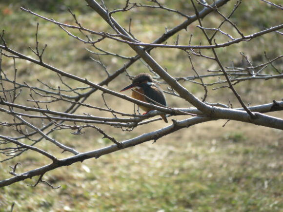カワセミ　野川公園の野鳥
