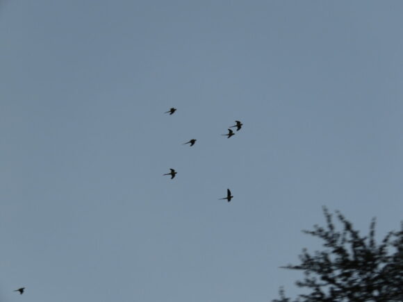 ワカケホンセイインコの群れ　武蔵野公園の野鳥