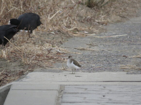 イソシギ　多摩川丸子橋周辺の野鳥