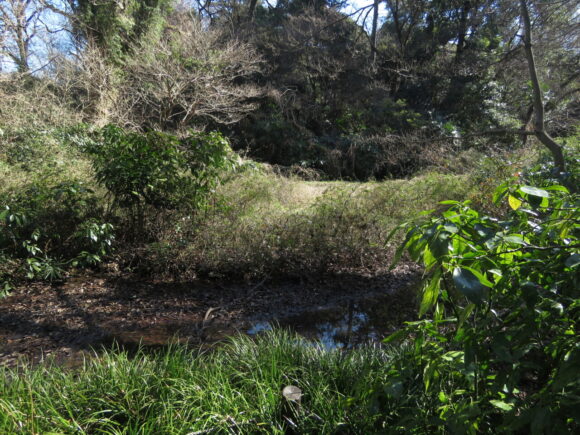 自然教育園　湿地