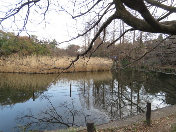 下の池　善福寺公園