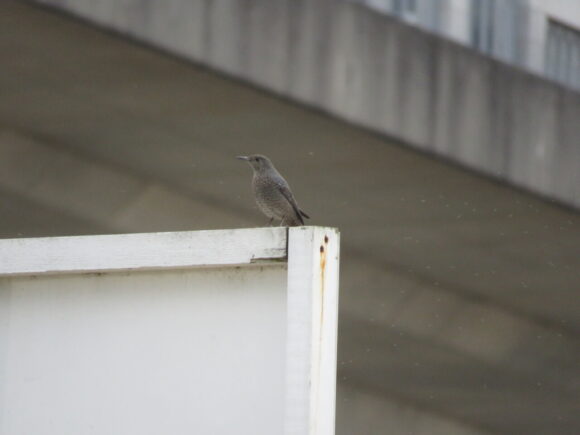 イソヒヨドリ　多摩川丸子橋周辺の野鳥