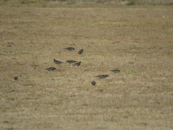 タヒバリの群れ　多摩川丸子橋周辺の野鳥