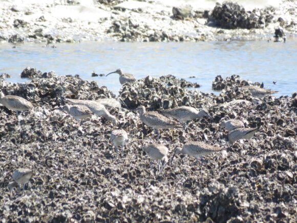 チュウシャクシギの群れ　葛西海浜公園の野鳥