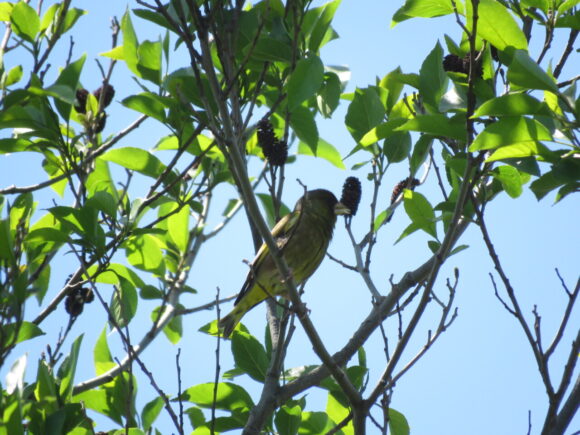 カワラヒワ　水元公園の野鳥