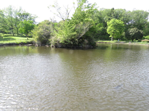 中池　こども自然公園