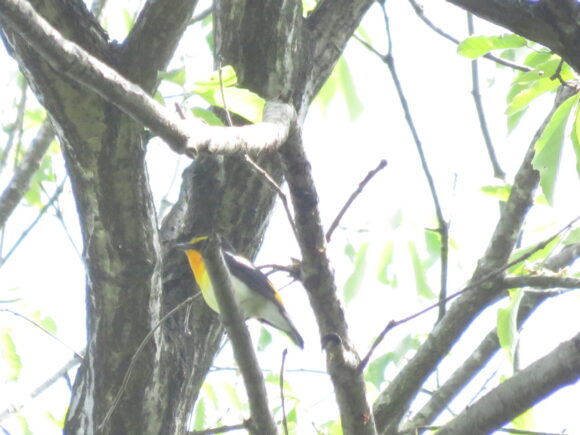 キビタキ　こども自然公園の野鳥