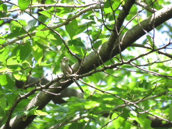 チバエナガ　水元公園の野鳥
