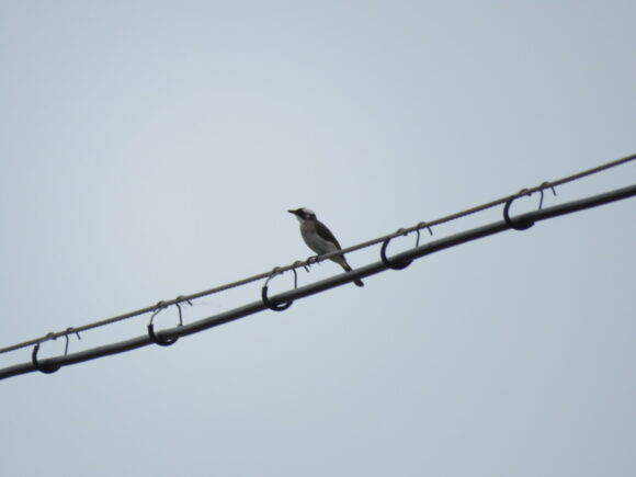 シロガシラ　三角池の野鳥