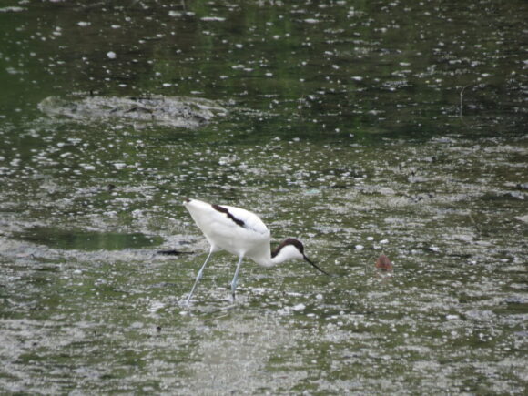 ソリハシセイタカシギ　三角池の野鳥