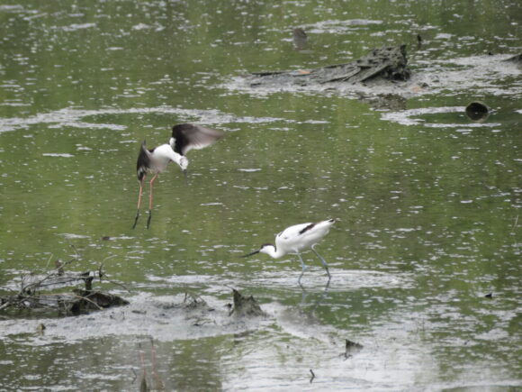 セイタカシギとソリハシセイタカシギ　三角池の野鳥