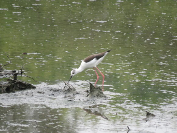 セイタカシギ　三角池の野鳥　