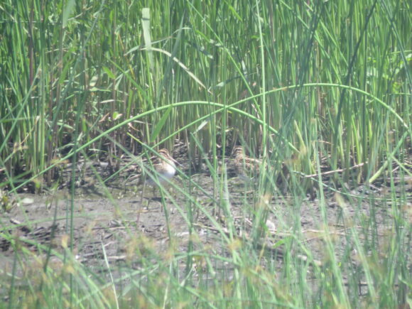 タシギ　北部中央１号調整池の野鳥