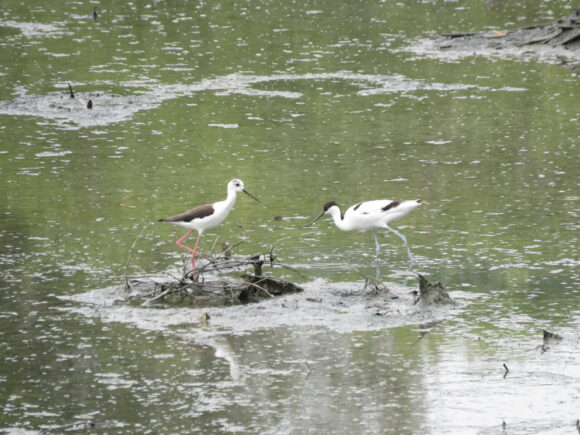 セイタカシギとソリハシセイタカシギ　三角池の野鳥