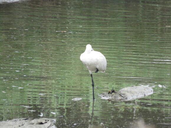 クロツラヘラサギ　三角池の野鳥