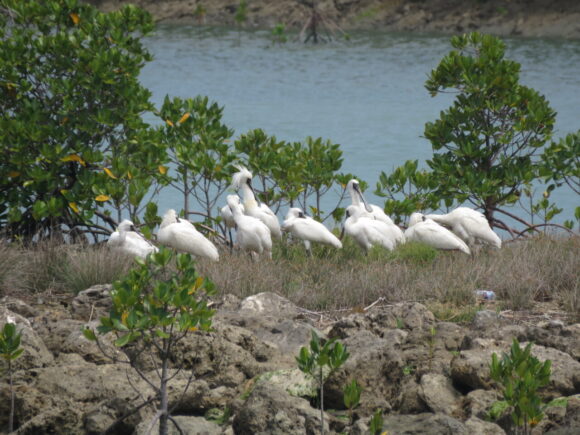 クロツラヘラサギの群れ　豊崎干潟の野鳥