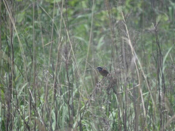 ホオジロ　北部中央１号調整池の野鳥