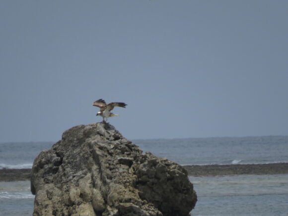 ミサゴ　米須海岸の野鳥