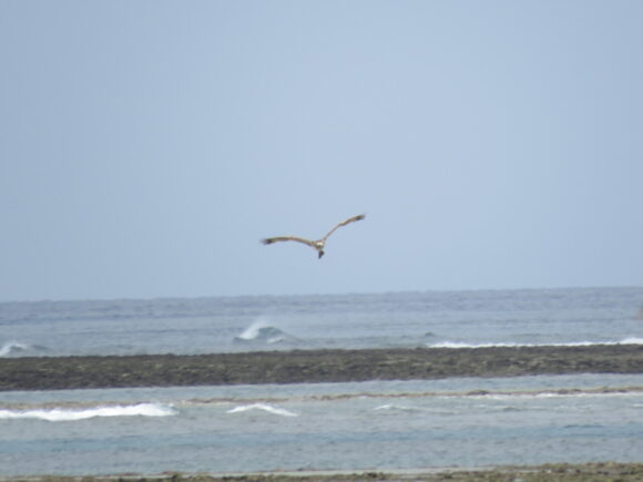 ミサゴ　米須海岸の野鳥