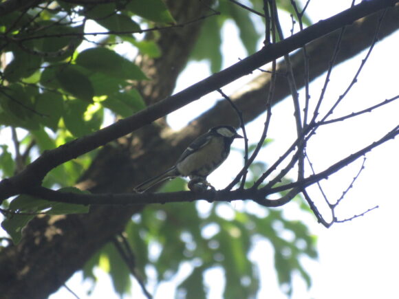 シジュウカラ　赤羽自然観察公園の野鳥