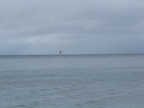エリグロアジサシ　水納島の野鳥