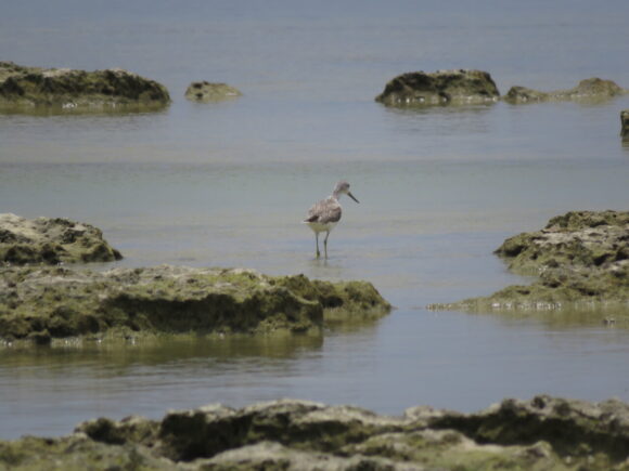 アオアシシギ　米須海岸の野鳥