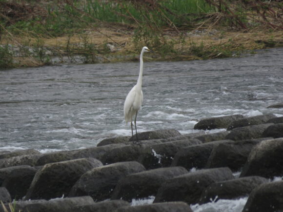 ダイサギ　多摩川・浅川合流地点の野鳥