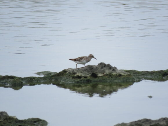 ヒバリシギ　米須海岸の野鳥