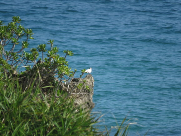 エリグロアジサシ　屋我地島の野鳥