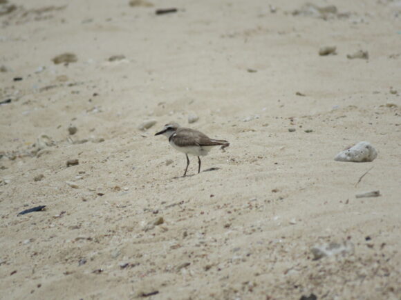 シロチドリ　米須海岸の野鳥