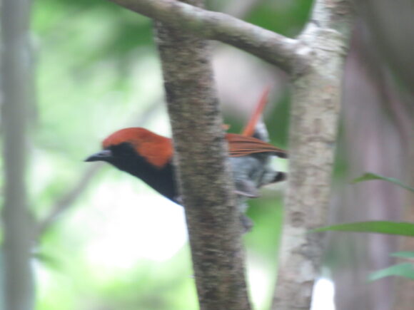 ホントウアカヒゲ　比地大滝の野鳥
