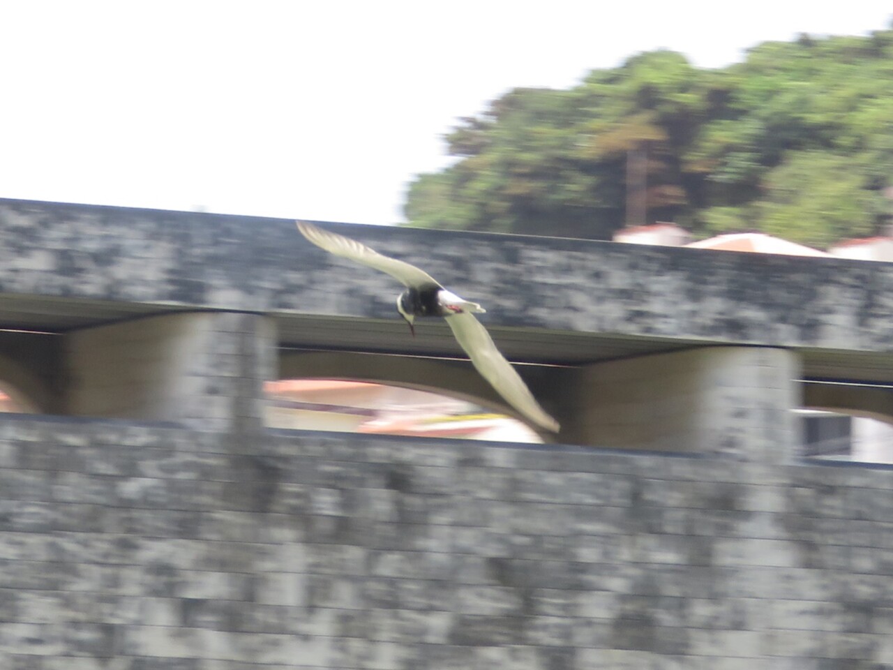 金城ダムの野鳥　クロハラアジサシ