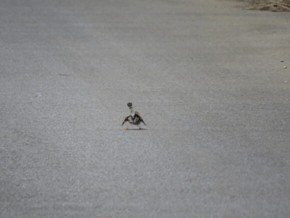 セッカ　米須海岸の野鳥