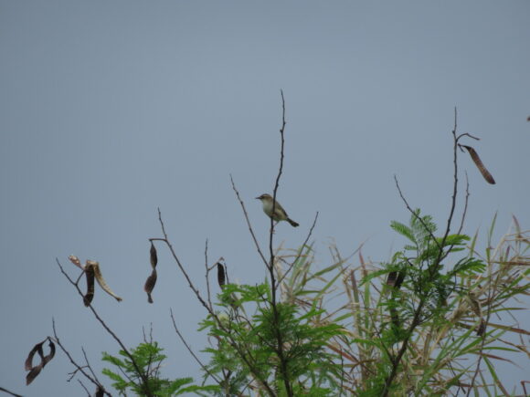 セッカ　水納島の野鳥