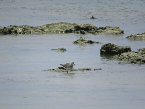 キアシシギ　米須海岸の野鳥