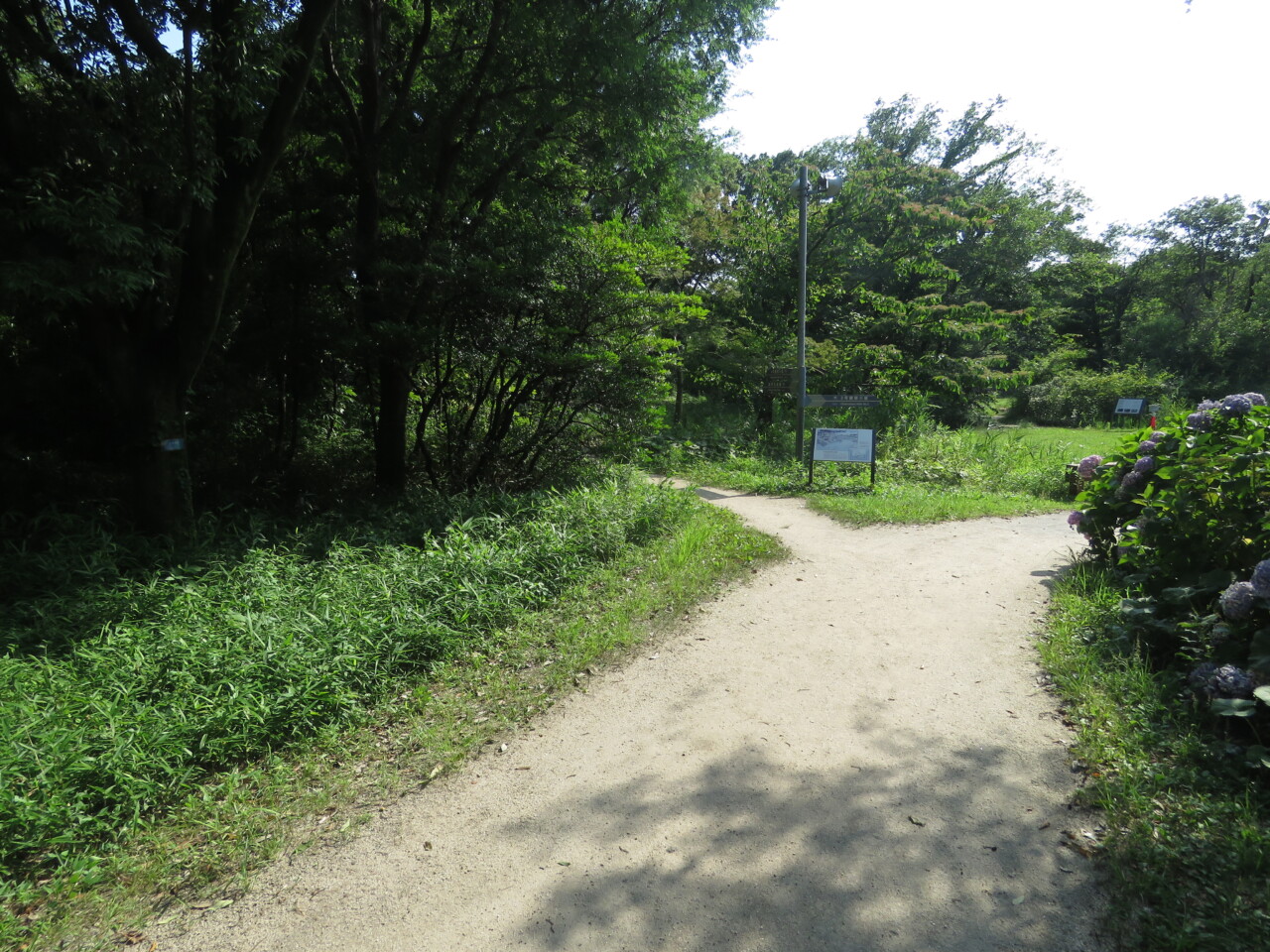 スズメ 東京港野鳥公園