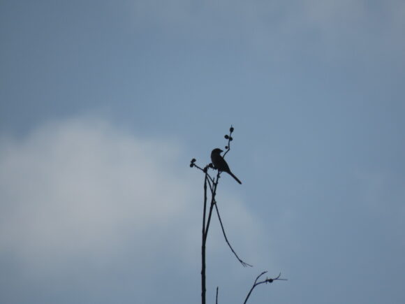 シマアカモズ　島尻マングローブ公園の野鳥