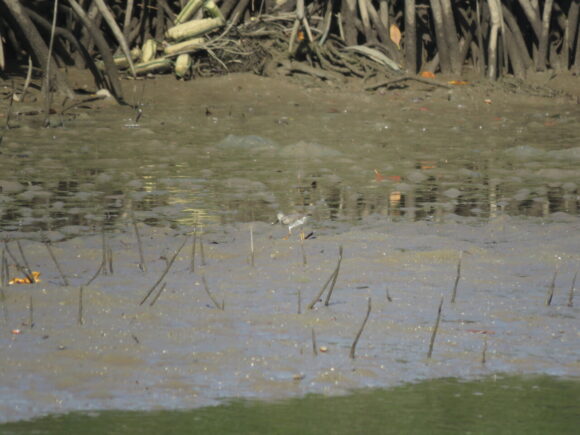ソリハシシギ　島尻マングローブ公園の野鳥