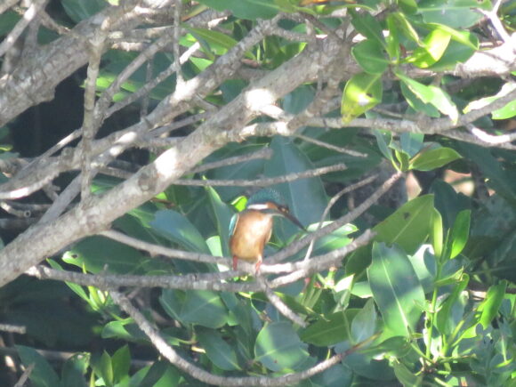 カワセミ　島尻マングローブ公園の野鳥