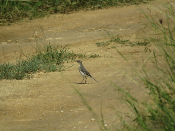 ツメナガセキレイ　池間湿原の野鳥