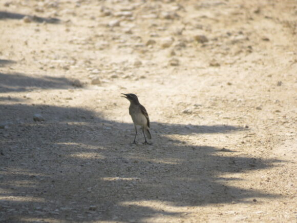 ツメナガセキレイ　池間湿原の野鳥