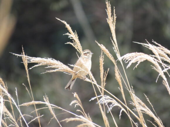 ホオジロ　秦野戸川公園の野鳥