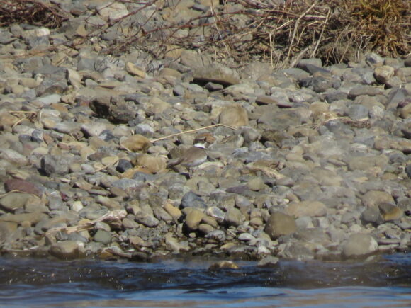 イカルチドリ　川越水上公園の野鳥