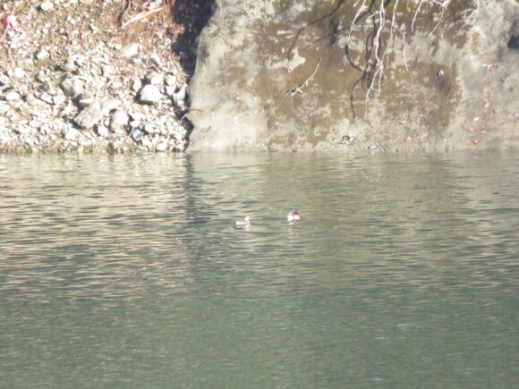 オシドリ　丹沢湖の野鳥
