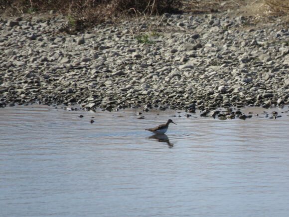 クサシギ　川越水上公園の野鳥